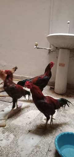 assel hen murga murgi