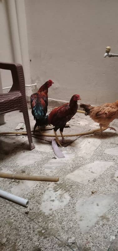 assel hen murga murgi 1