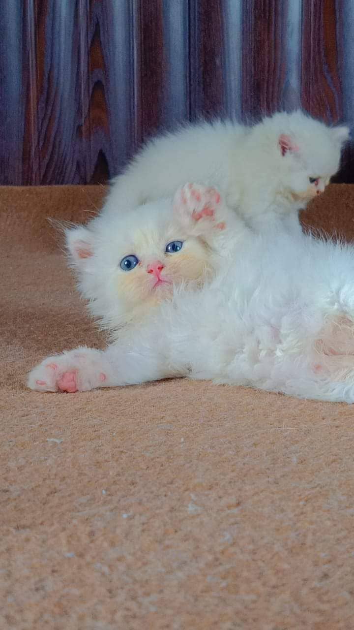 Persian cats My WhatsApp 03015880301 2