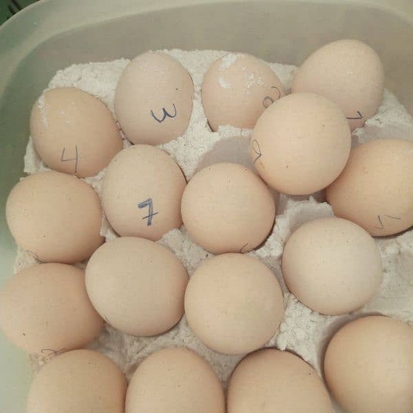 Aseel murgha and eggs for sale. . . 4