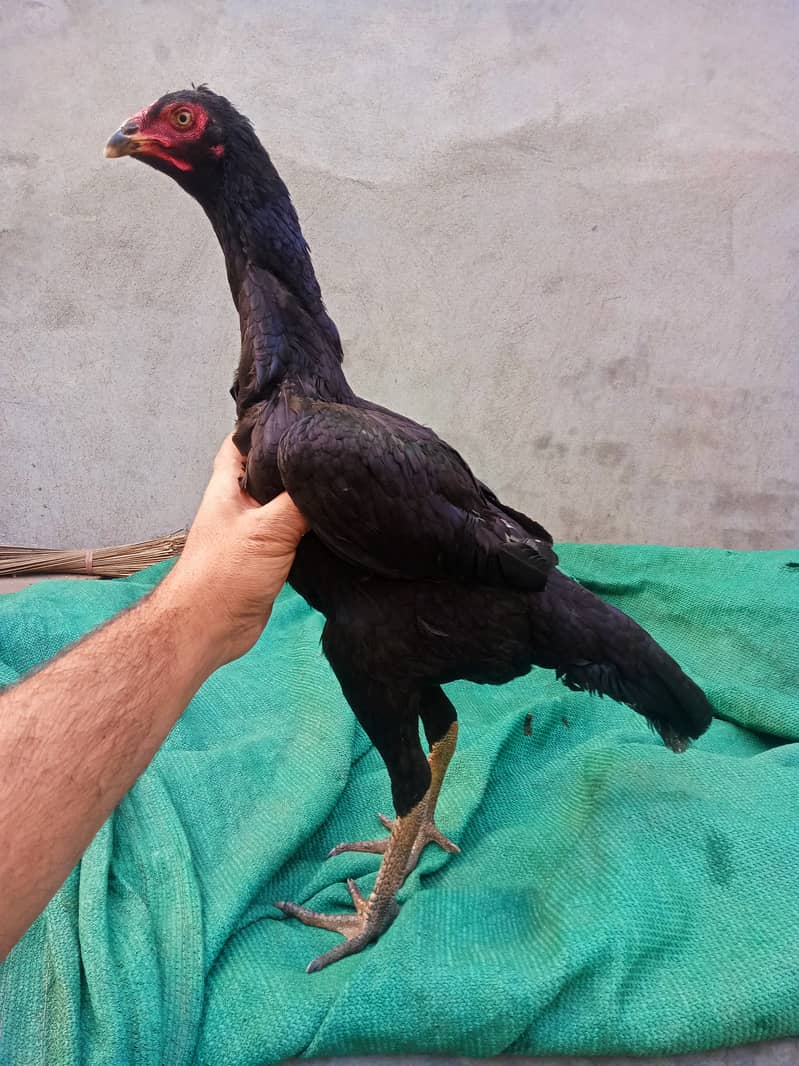 o shamo female/pure aseel shamo/egg laying shamo hen/king size 0