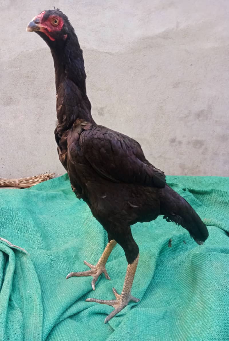 o shamo female/pure aseel shamo/egg laying shamo hen/king size 1