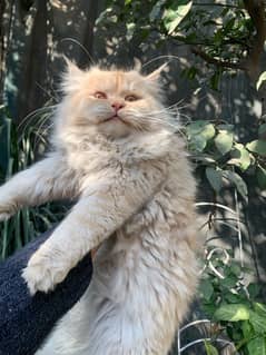 Pure Persian Cat (Male)