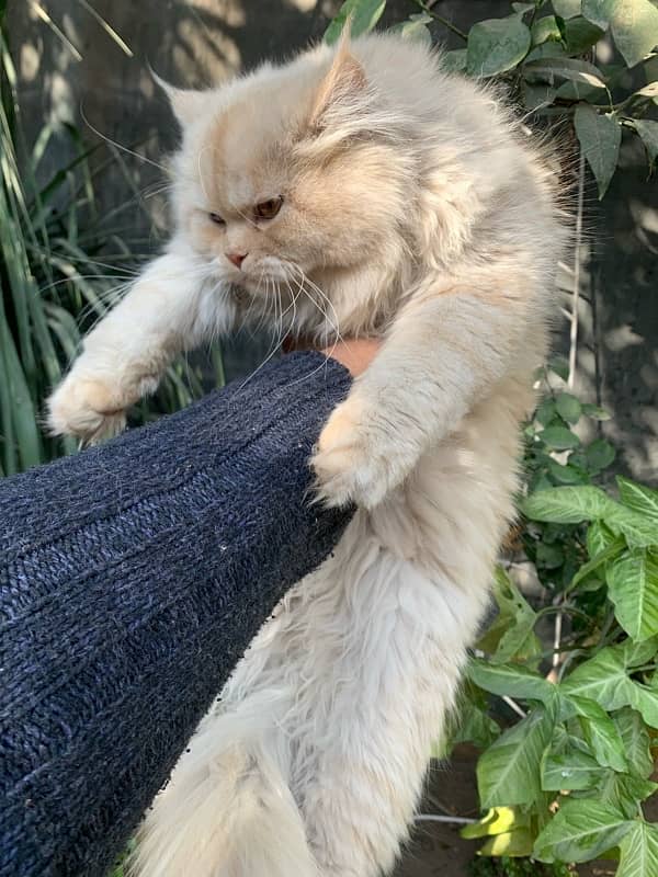 Pure Persian kittens (Male) 2