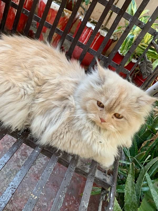 Pure Persian kittens (Male) 6