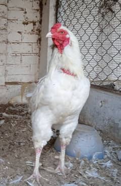 Pure Heera aseel chicks for sale