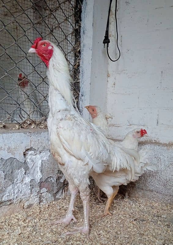 Pure Heera aseel chicks for sale 1