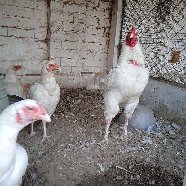 Pure Heera aseel chicks for sale 3