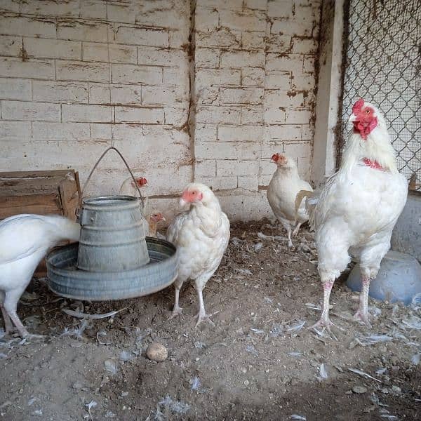 Pure Heera aseel chicks for sale 4