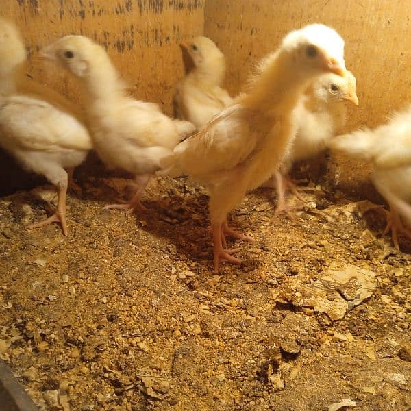 Pure Heera aseel chicks for sale 5