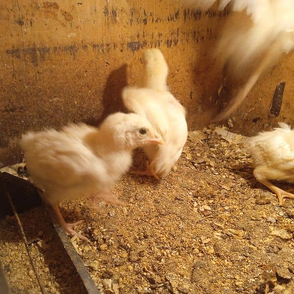 Pure Heera aseel chicks for sale 6