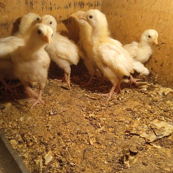 Pure Heera aseel chicks for sale 7