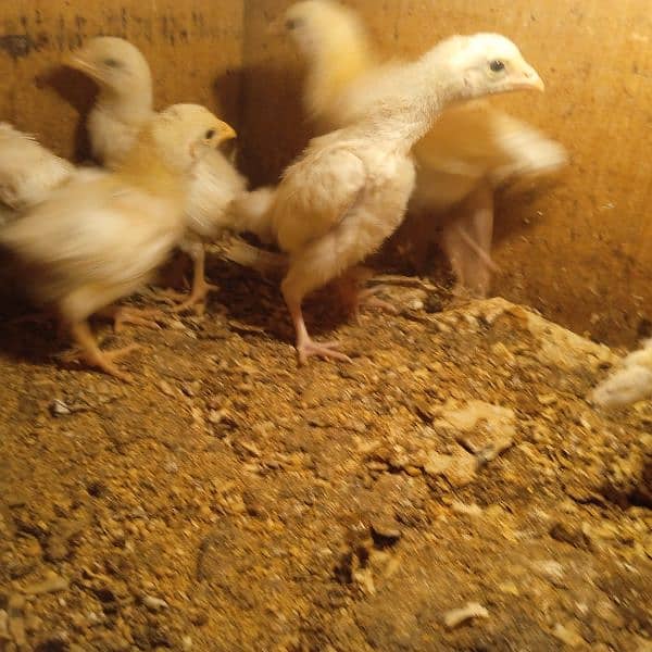 Pure Heera aseel chicks for sale 8