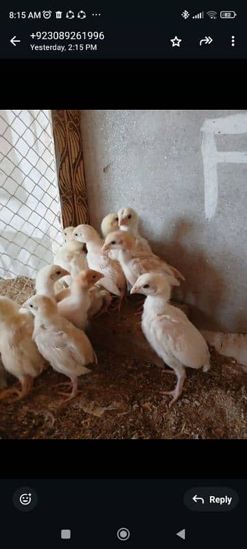 Paper white Heera Aseel. Pure paper white Heera Aseel chicks 5