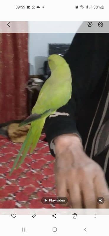 GREEN RINGNECK TALKING PATHA SEMI TAME 0