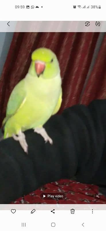 GREEN RINGNECK TALKING PATHA SEMI TAME 1