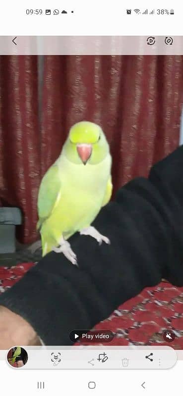 GREEN RINGNECK TALKING PATHA SEMI TAME 2