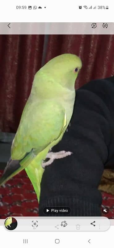 GREEN RINGNECK TALKING PATHA SEMI TAME 3