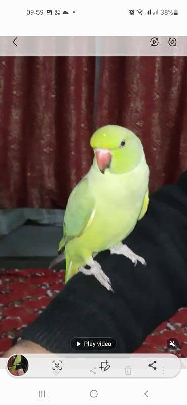 GREEN RINGNECK TALKING PATHA SEMI TAME 4