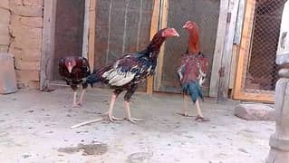 3 cocks for sale