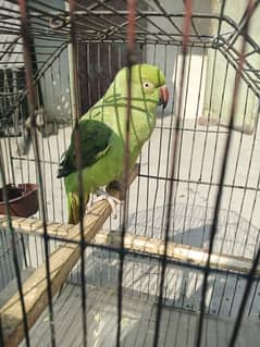 parrot Mithun