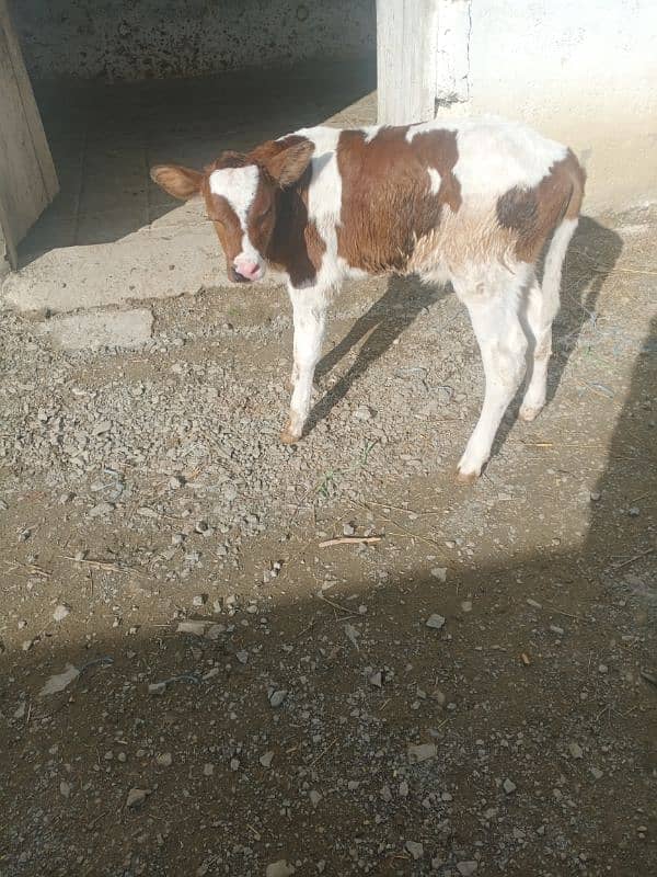 4 imported Calf For Sale |  | Ditch Friesian Calf | Friesian Bull 0