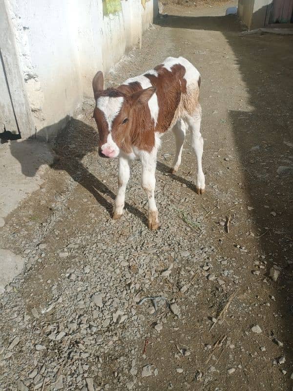 4 imported Calf For Sale |  | Ditch Friesian Calf | Friesian Bull 1