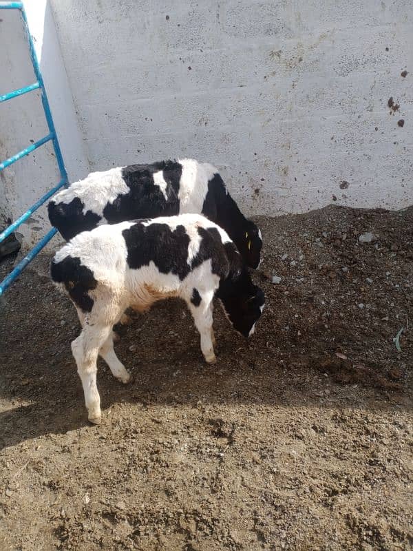 4 imported Calf For Sale |  | Ditch Friesian Calf | Friesian Bull 2