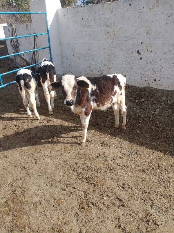 4 imported Calf For Sale |  | Ditch Friesian Calf | Friesian Bull 3