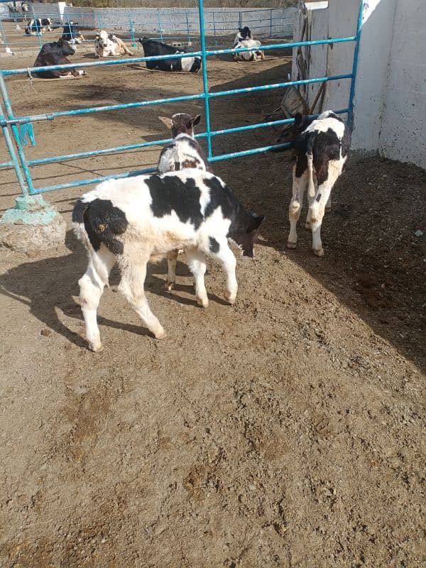 4 imported Calf For Sale |  | Ditch Friesian Calf | Friesian Bull 4