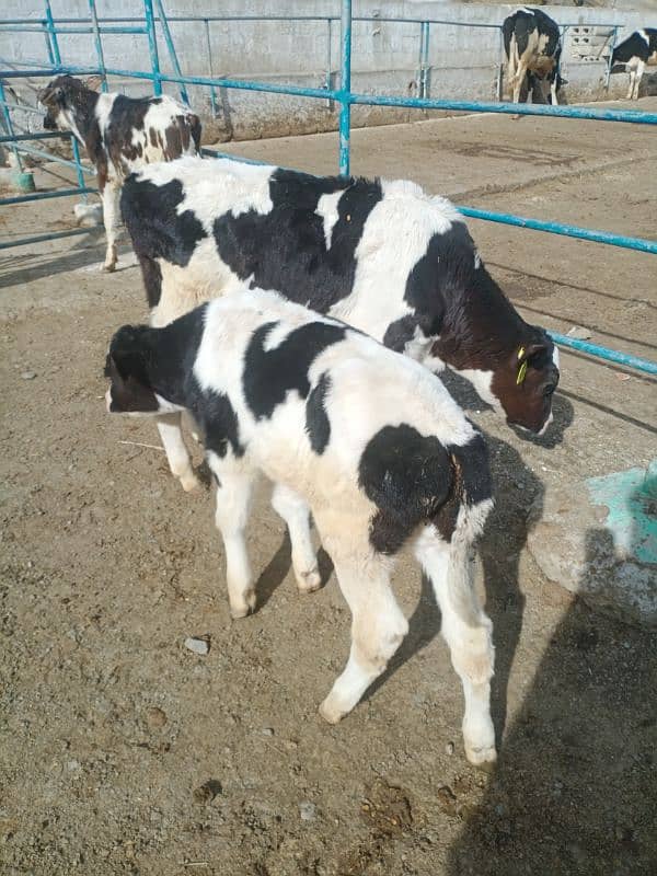 4 imported Calf For Sale |  | Ditch Friesian Calf | Friesian Bull 5