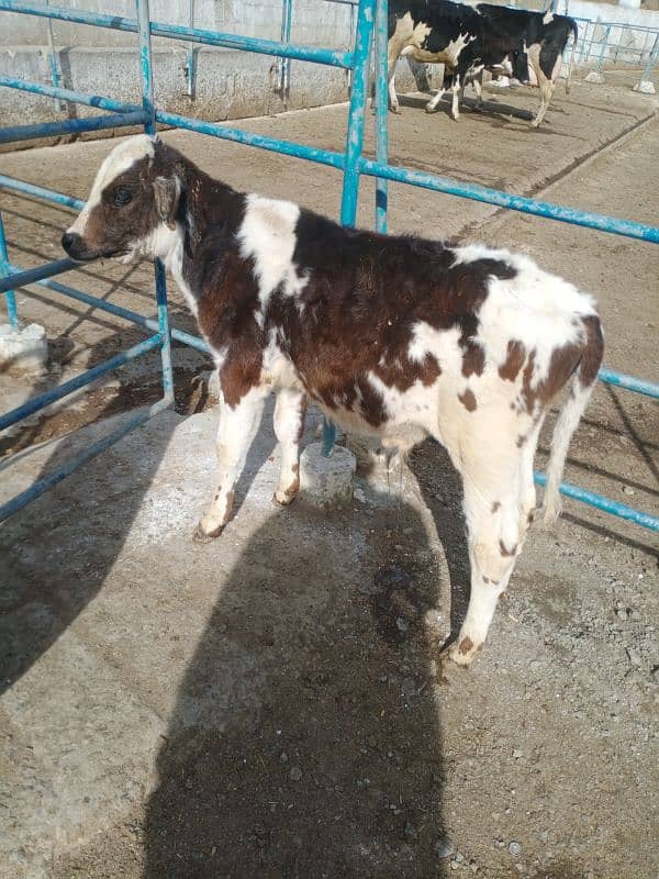 4 imported Calf For Sale |  | Ditch Friesian Calf | Friesian Bull 6