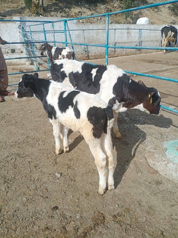 4 imported Calf For Sale |  | Ditch Friesian Calf | Friesian Bull 7