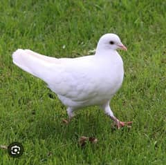 white dove 2 pair