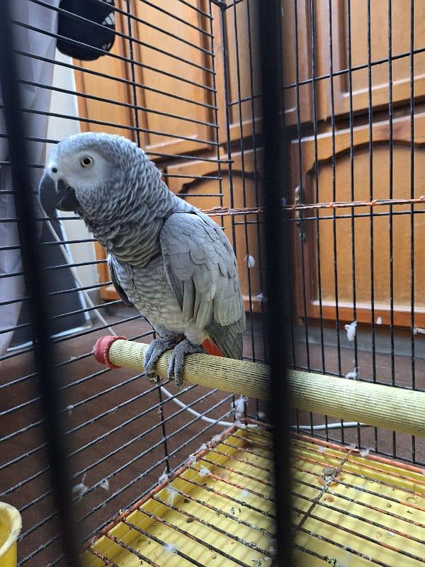 African Grey Breeder Female 0