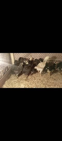 King size ko shamo | shamo chiks| shamoo| chicks| high quality