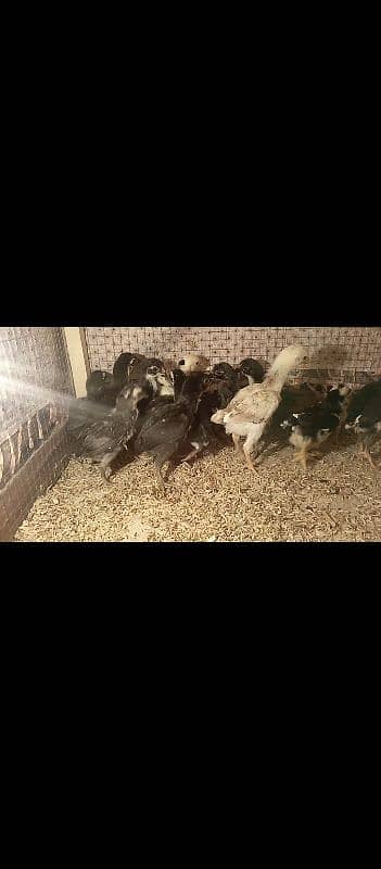 King size ko shamo | shamo chiks| shamoo| chicks| high quality 0