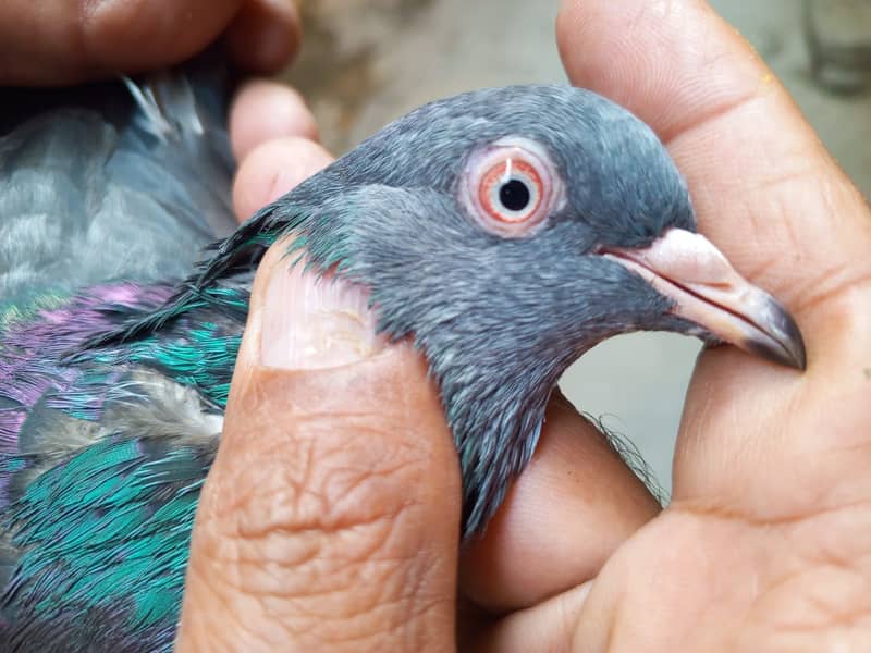 mian saab wali kabootari | Pigeons | kabootar | کبوتر 0