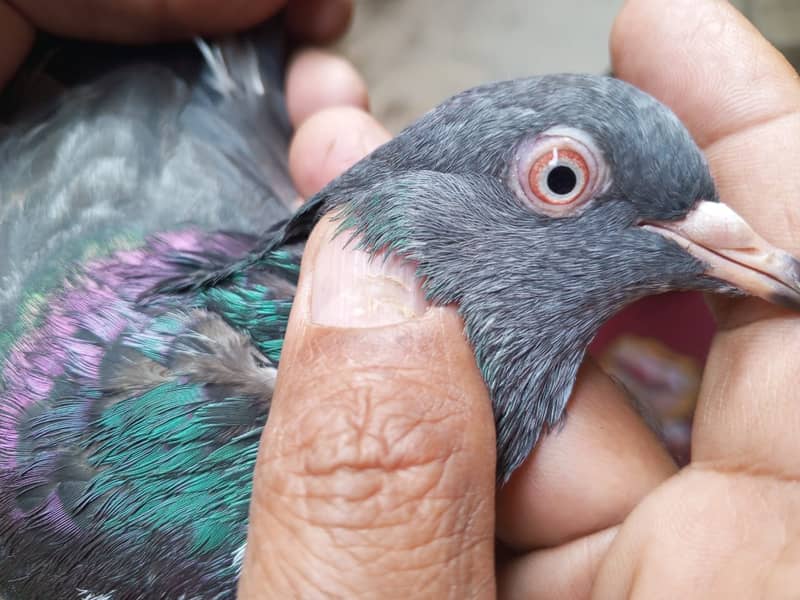 mian saab wali kabootari | Pigeons | kabootar | کبوتر 1