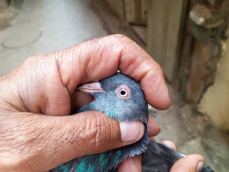 mian saab wali kabootari | Pigeons | kabootar | کبوتر 2