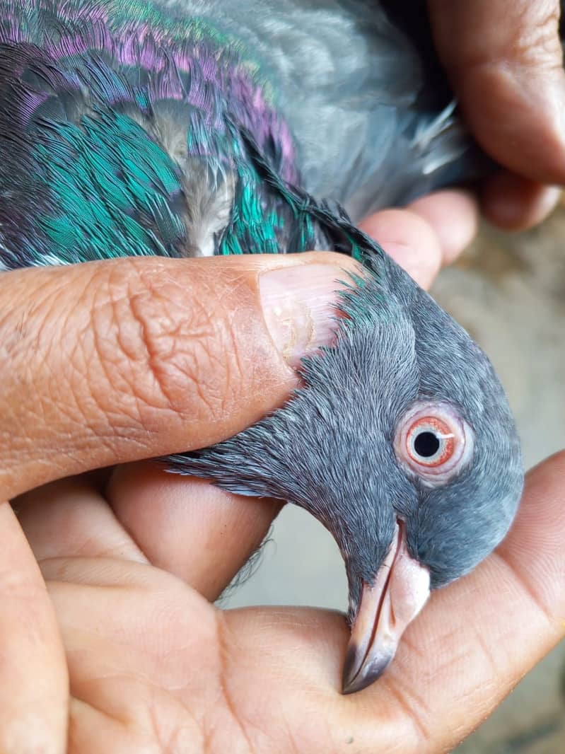 mian saab wali kabootari | Pigeons | kabootar | کبوتر 3