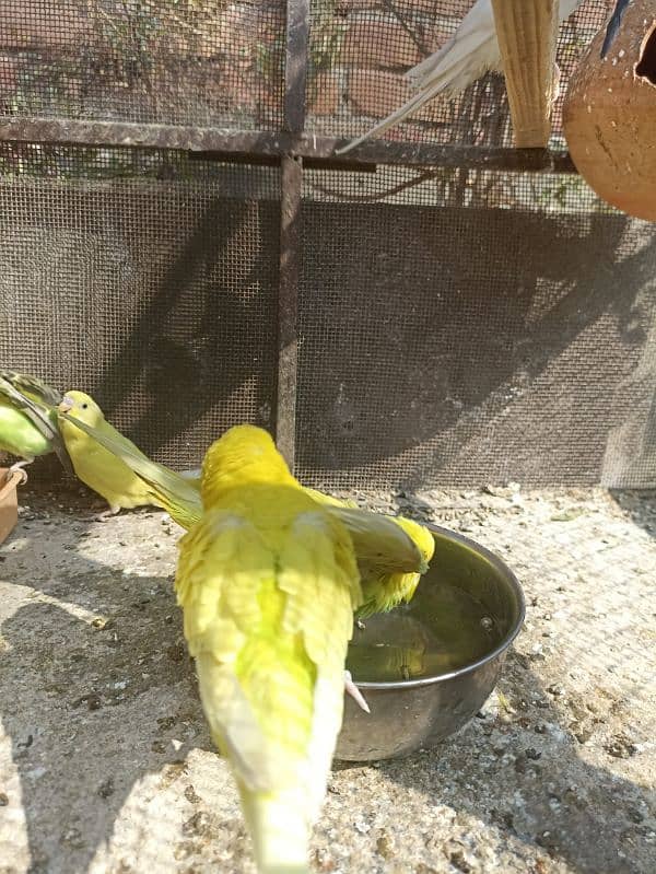 parrot for sale tolel 16 parrot 2