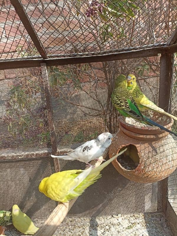 parrot for sale tolel 16 parrot 3