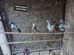 Saharanpuri birds