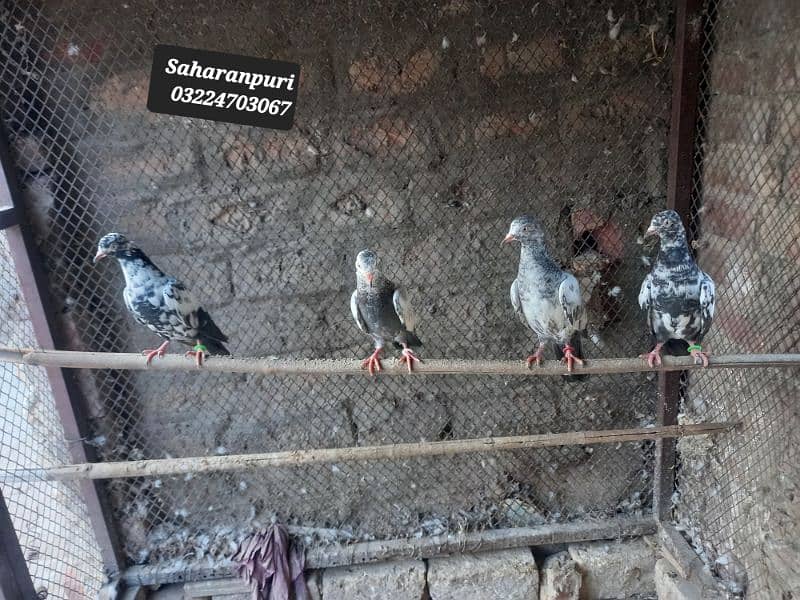 Saharanpuri birds 0