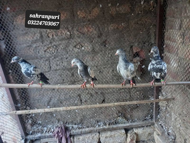 Saharanpuri birds 1