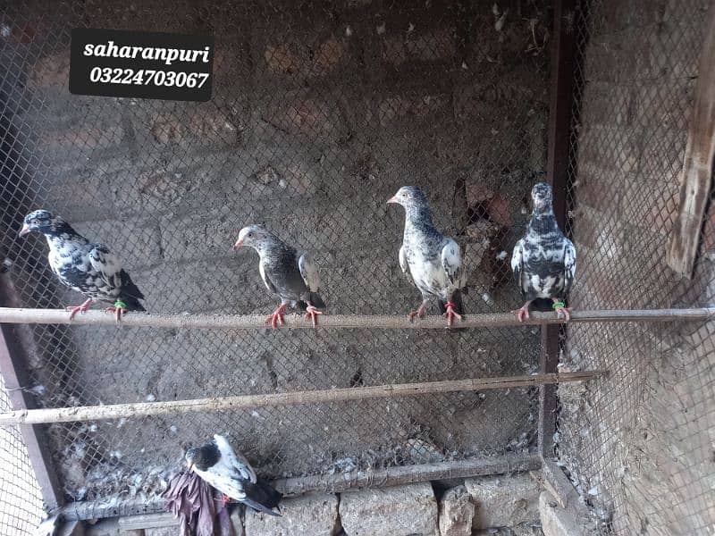 Saharanpuri birds 2