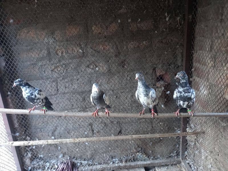 Saharanpuri birds 3