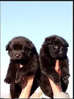 Black German Shepherd Pair | German Shepherd puppies | GSD dog