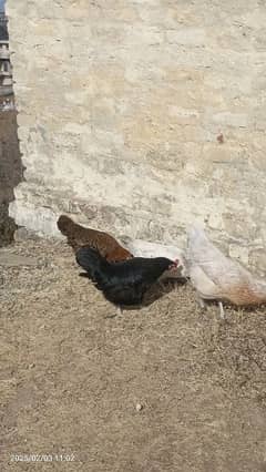 golden misri hens 1200 per piece price k ho jai ge